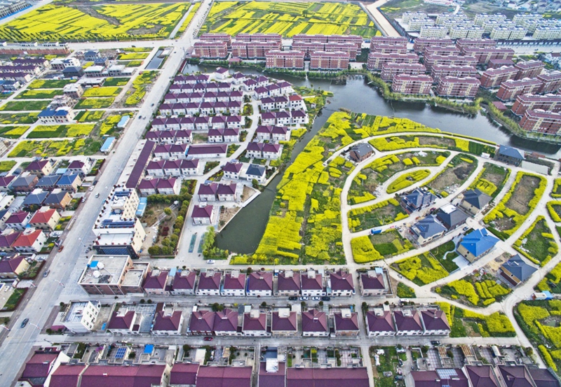 春暖花开时节,江苏省扬中市新坝镇菜花点缀,碧水环流,展现出一幅美丽