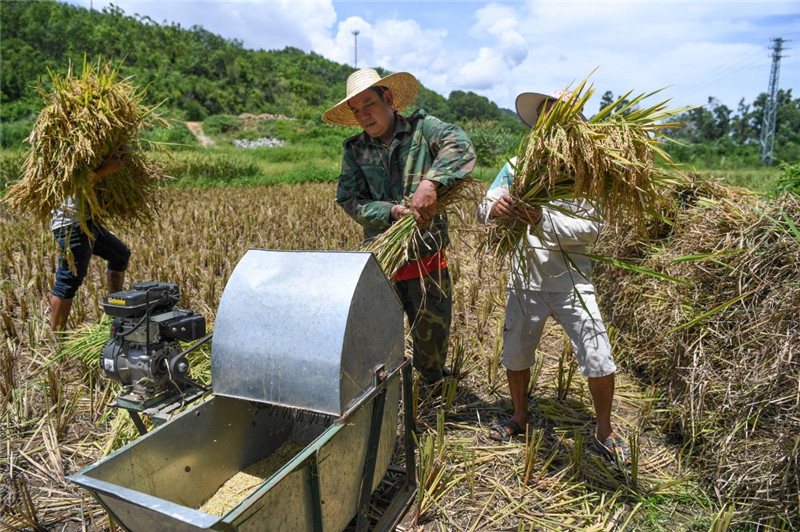 5月30日,番阳村委会开示二村村民刘烈清(中)在田里用打谷机脱稻谷粒.