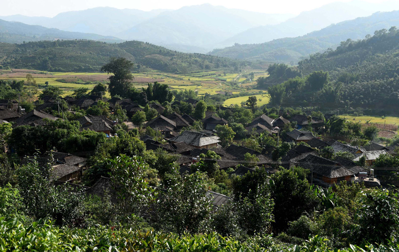 被绿树和茶园环绕的云南省普洱市澜沧拉祜族自治县酒井乡老达保寨