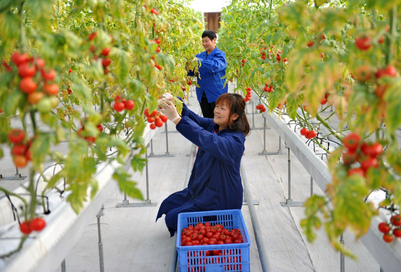12月28日,肃宁县一家现代农业示范园的工人在采摘西红柿.