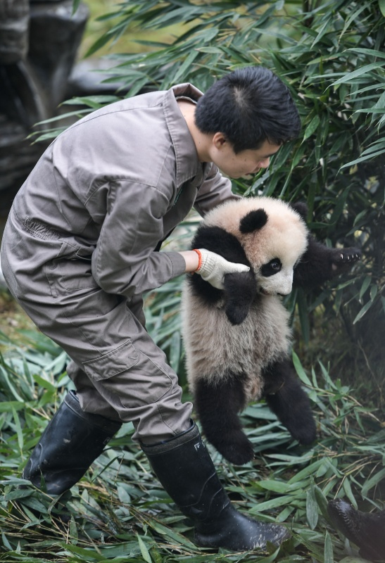 中国大熊猫保护研究中心2017年繁育大熊猫幼仔42只